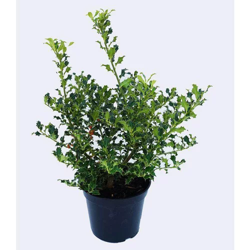 Houx Aquifolium Alaska - pot 5 L
