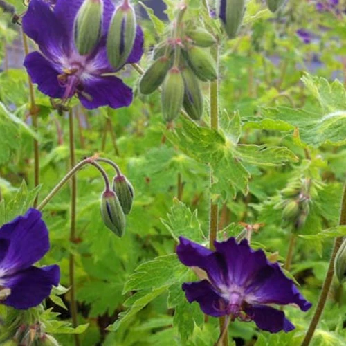 Géranium vivace Klepper Geranium phaeum klepper