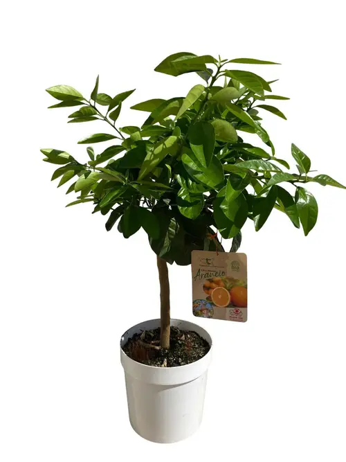 Oranger Washington 1/4 tige coloris orange - 5 L