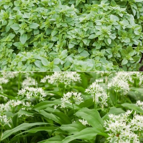 Collection de 2 Plants Basilic fin vert, Ail des ours Ocimum basilicum 'fin vert', allium ursinum