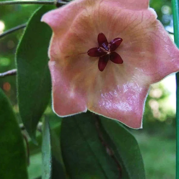 Fleur de porcelaine : Hoya patella Hoya patella