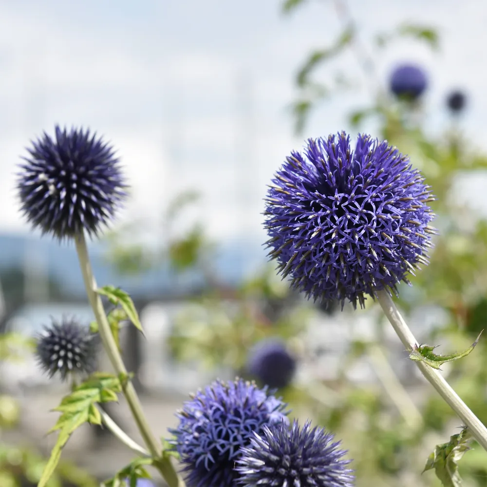 Boule azurée Blue Globe Echinops bannaticus blue globe