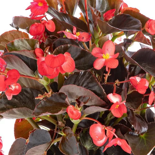 Bégonia Big à fleurs multicolores - Le pot de 3 litres