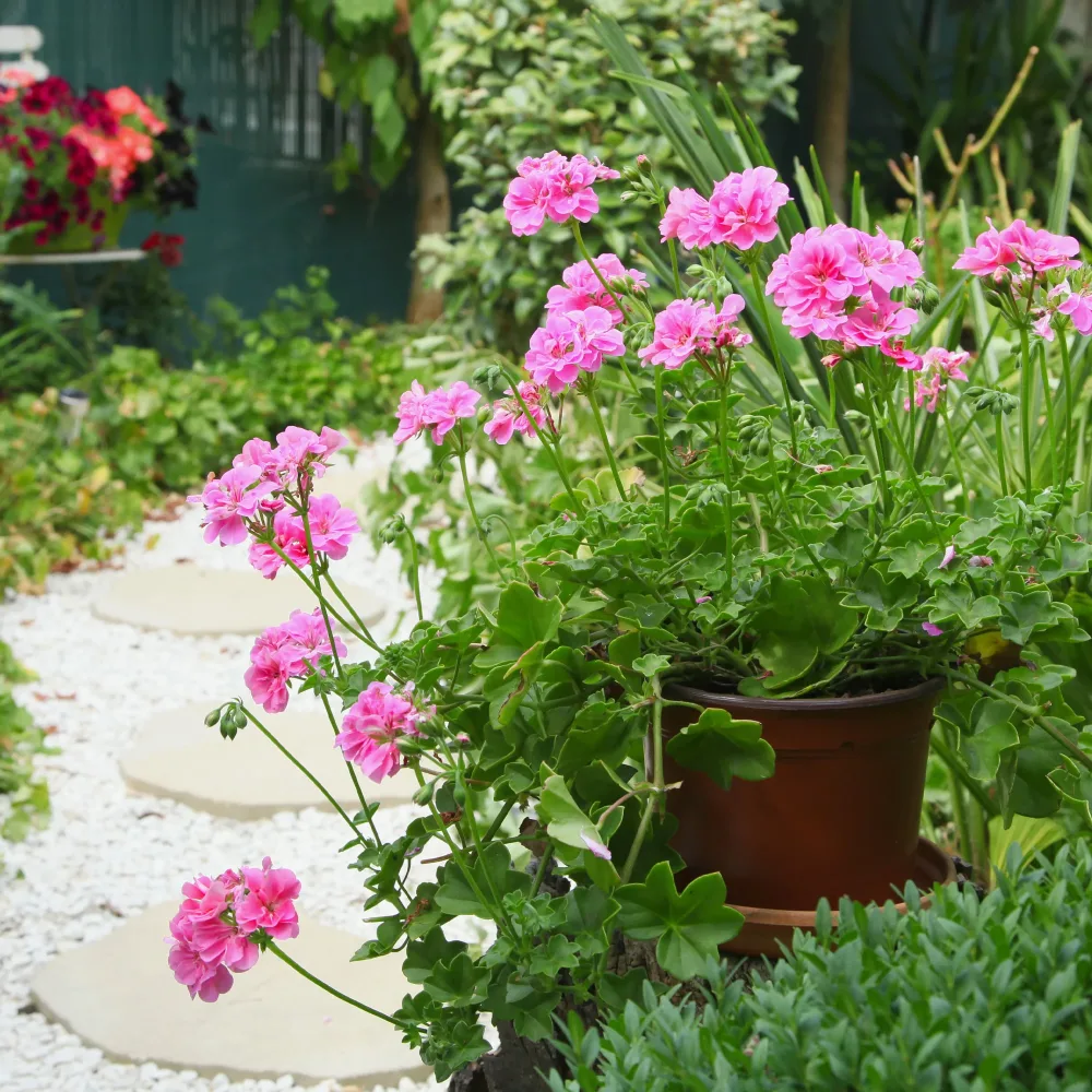 Géranium lierre double rose Pelargonium peltatum pink