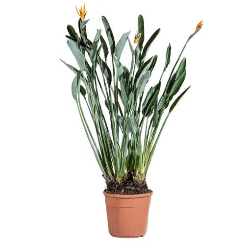 Strelitzia Reginae ou Oiseau du Paradis orange. Le pot de 7 L