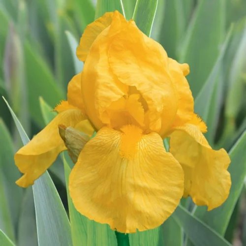 Iris des jardins Ola Kala - Le pot de 1 litre