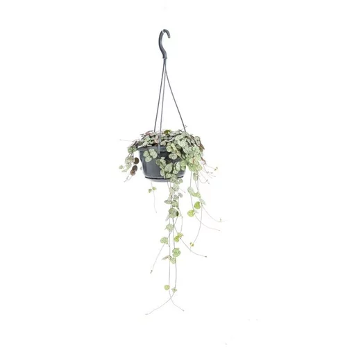 Ceropegia Woodii suspension. Le pot Ø 14 cm