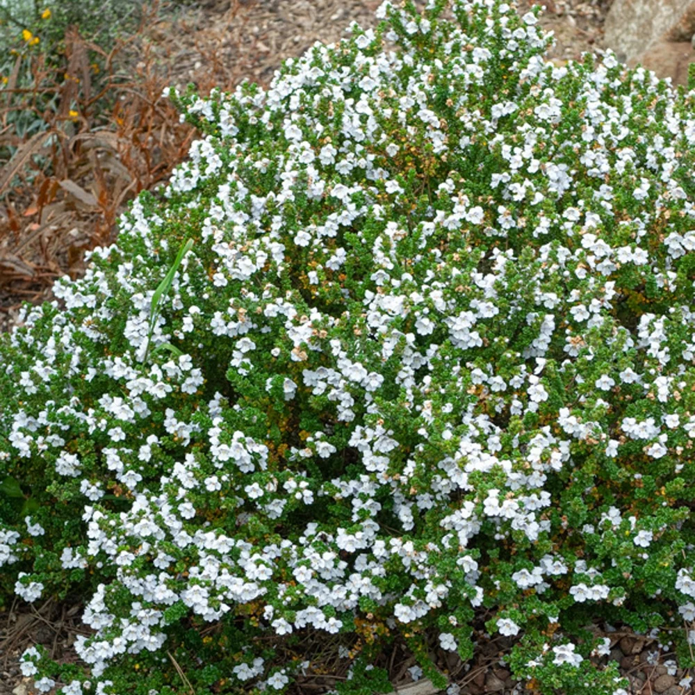 Menthe australienne Prostanthera cuneata