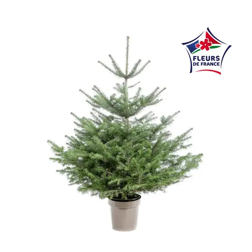 Sapin de Noël naturel en pot Nordmann botanic® - 125 à 150 cm