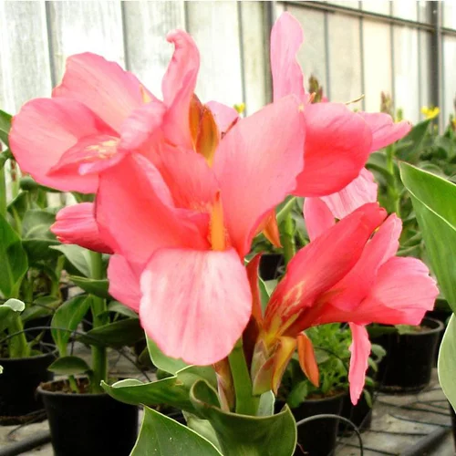 Canna ou Balisier à fleurs multicolores - Le pot de 4,5 litres
