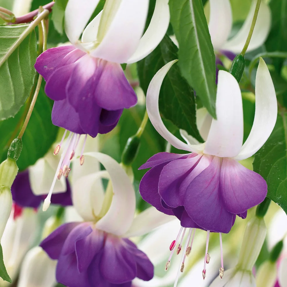 12 Fuchsias résistants au gel Blue Sarah Fuchsia blue sarah