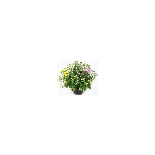 Mini Chrysanthème - Le pot de 1 litre