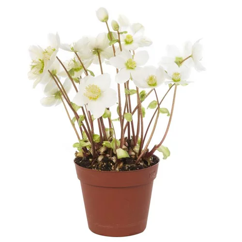 Hellebore Niger ou Rose de Noël sans feuille - Le pot de 10,5 cm