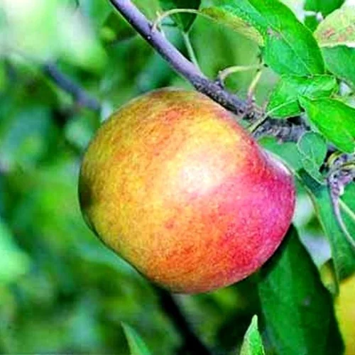 Pommier Belle De Boskoop. Le pot de 10 litres forme gobelet
