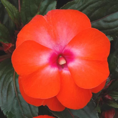 Impatiens ou Impatience de Nouvelle-Guinée à fleurs multicolores - Le pot de 4,5 litres