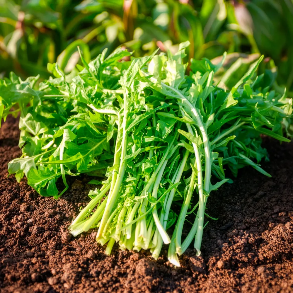Chicorée sauvage Barbe de Capucin Cichorium intybus barbe de capucin