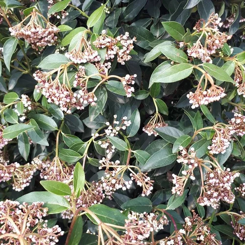 Viburnum Tinus ou Laurier-tin 30/40 cm en pot de 3 L