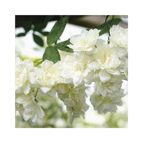 Rosier liane de Banks blanc (ROSIER BANKSIAE ALBA PLENA) Le pot de 3 litres