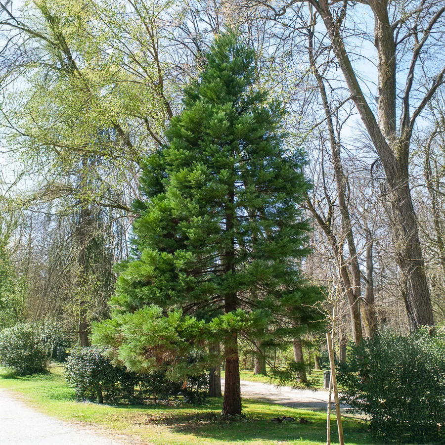 Séquoia géant Sequoiadendron giganteum