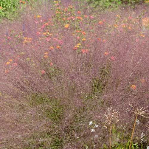 Muhlenbergia Capillaris - Le pot de 2 litres