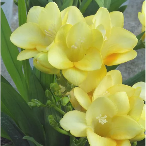 Freesia ou Muguet du Cap à fleurs multicolores - Le pot Ø 17 cm