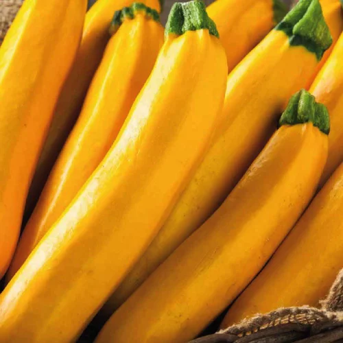 Courgette Jaune Lingodor. Le pot de 10,5 cm