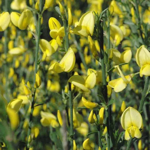Genêt Allgold (Cytisus) jaune 50/60. Le pot de 5 litres