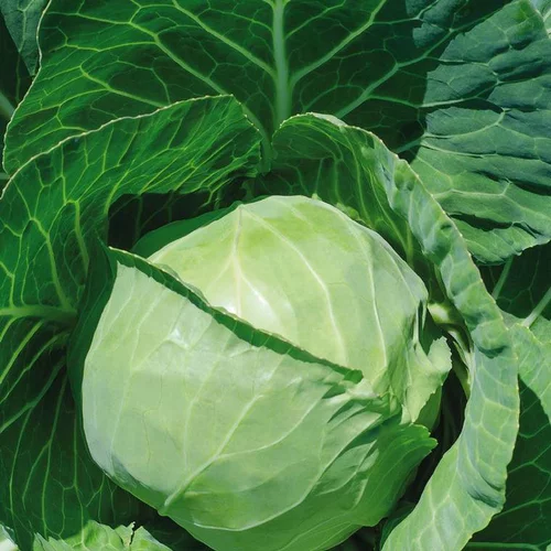 Chou Cabus Rond Castello Bio. La barquette de 3 plants