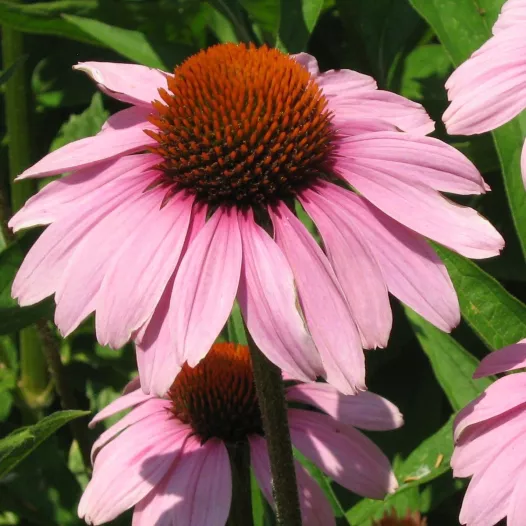 Bio zaden van Echinacea Purpurea
