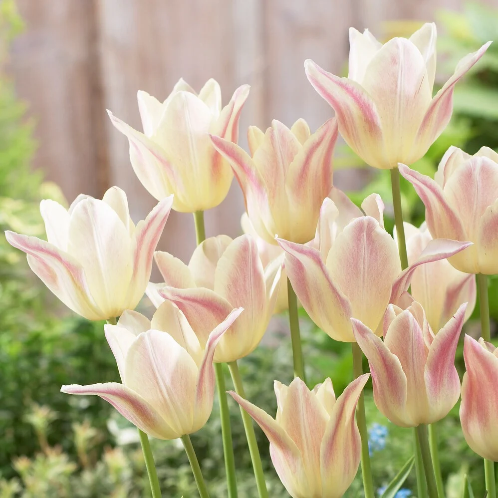 5 Tulipes fleur de lis 'Elegant Lady' Tulipa Lilyflowering Elegant Lady