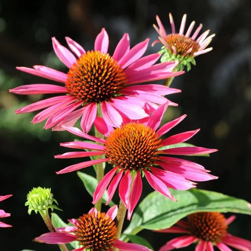 Échinacée pourpre ou Echinacea purpurea à fleurs roses - Le pot de 2 litres