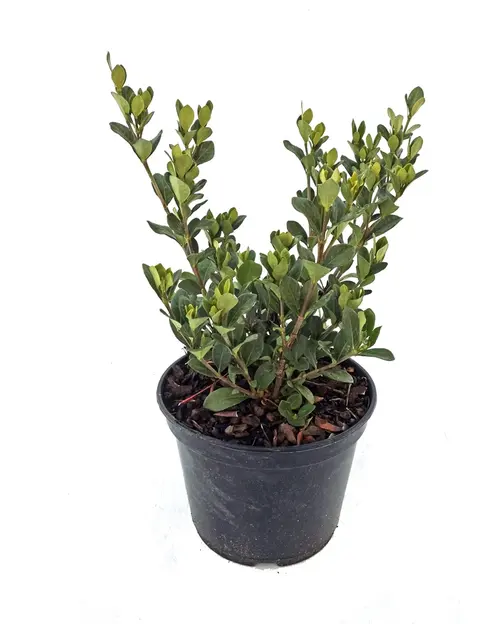 Gardénia jasminoides Kleim Hardy blanc. Le pot de 3 litres