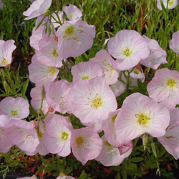 6 x Œnothère – Oenothera Speciosa 'Siskiyou', godet 9cm x 9cm