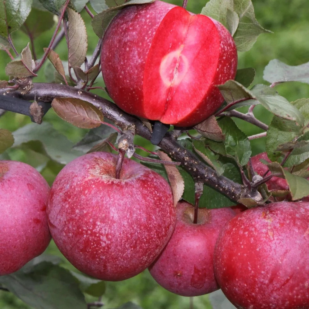 Pommier Pulpe Rouge Malus Baya Marisa