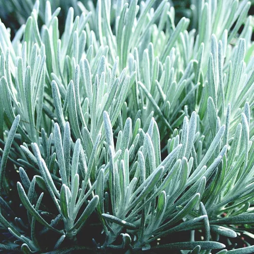 Helichrysum Italicum - Le pot de 2,5 litres