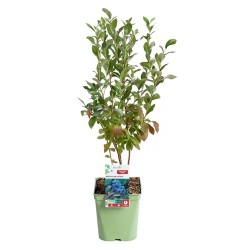 Myrtille Patriot Bio. Le pot de 5 litres