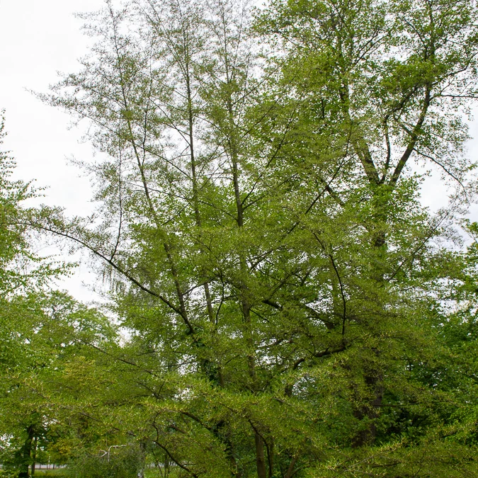 Aulne glutineux Imperialis Alnus glutinosa Imperialis