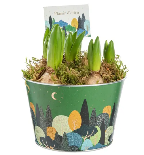 Jacinthe x 5 pot zinc automne - Ø 15 cm