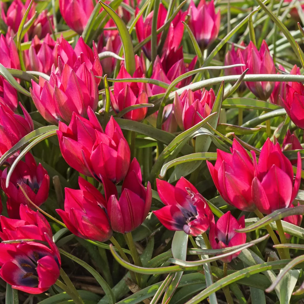 15 Tulipes Little Beauty Tulipa little beauty