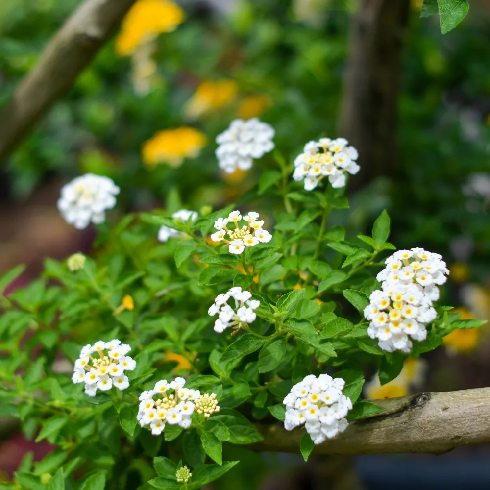 Lantana blanc Lantana white