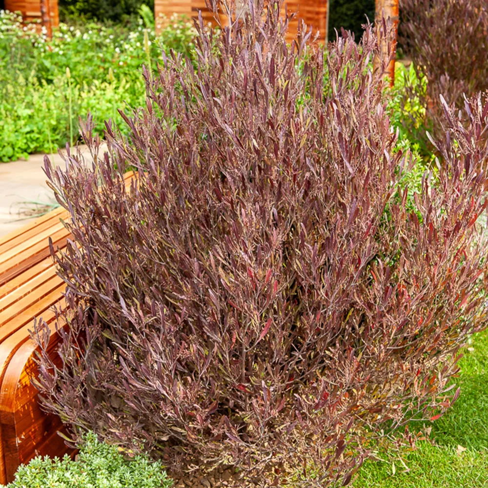 Dodonaea viscosa Purpurea Dodonaea viscosa Purpurea