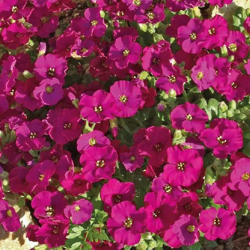 Aubrietia X Chianti (Violet). Le pot de 9x9 cm