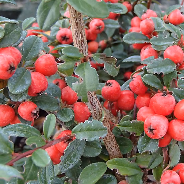2 x Cotonéaster 'Coral Beauty' – Cotoneaster suecicus 'Coral Beauty' | 30 | 40 cm pot