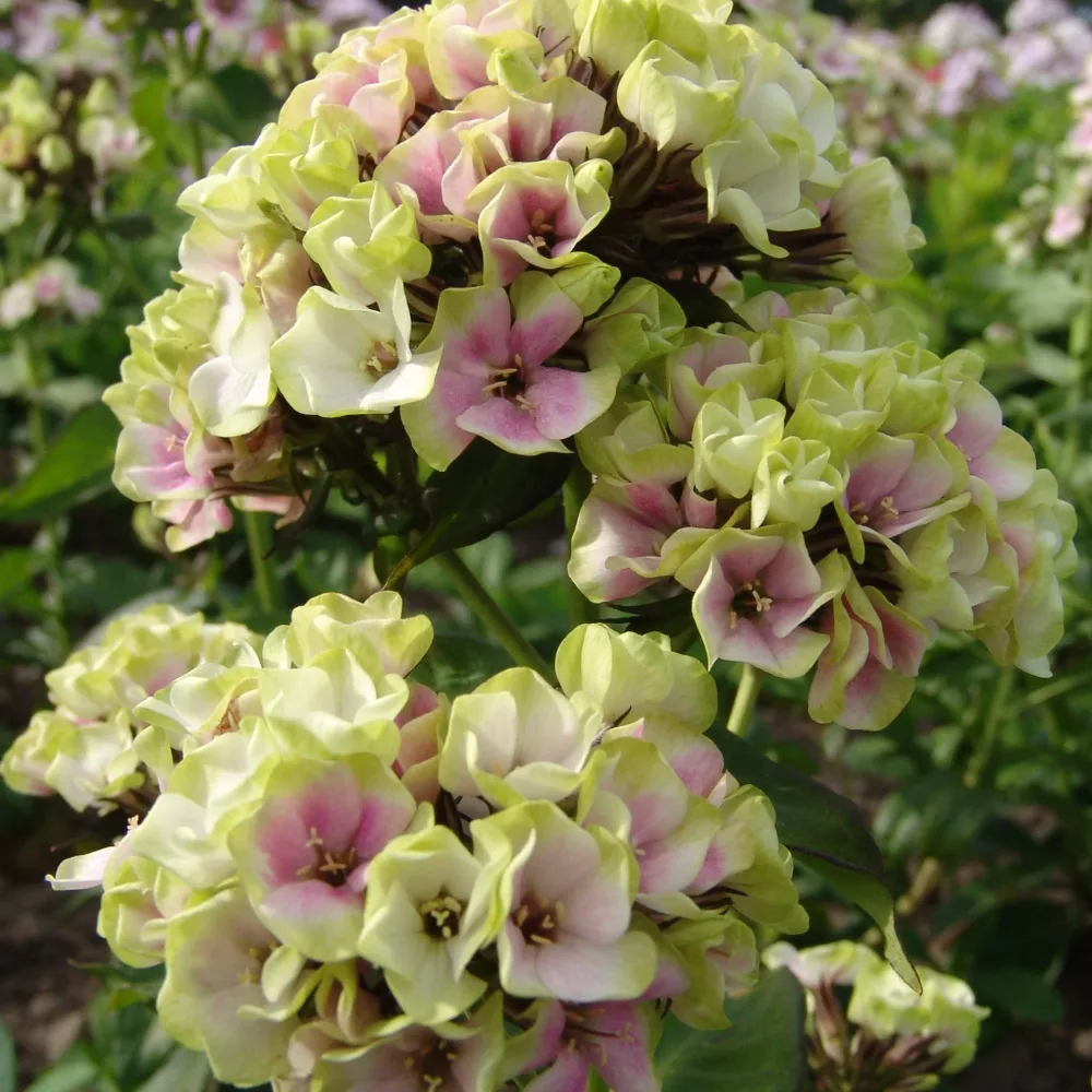 Phlox paniculé vert anis et rose violacé Phlox paniculata sherbet blend®