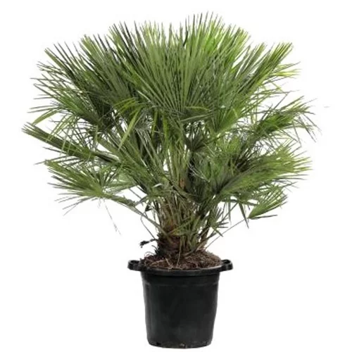 Chamaerops Humilis vert en pot de 35 L