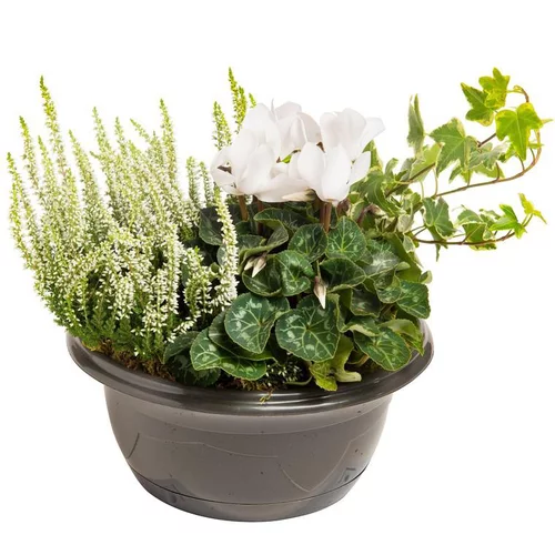Composition d'extérieur mélange blanc et vert - La coupe de 24 cm