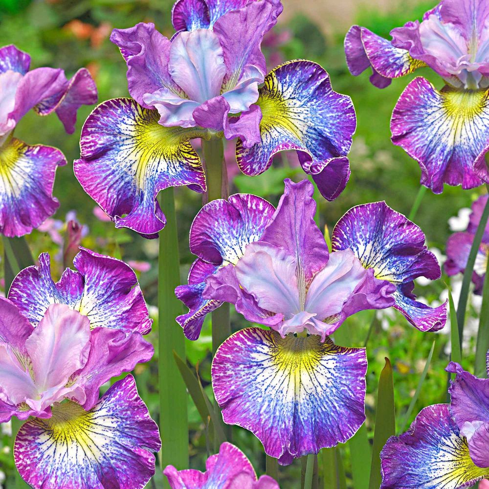 3 Iris de Sibérie How Audacious Iris sibirica 'how audacious'