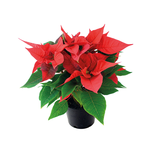 POINSETTIA 'CHRISTMAS EVE' POT ∅14CM
