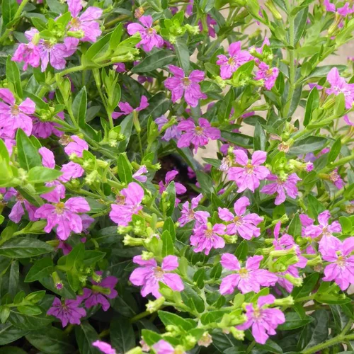 Cuphea ou Bruyère du Mexique à fleurs multicolores - Le pot Ø 13 cm
