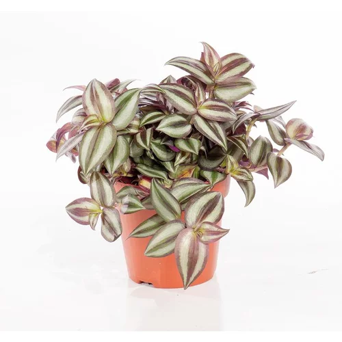 Tradescantia zebrina. Le pot Ø 12 cm